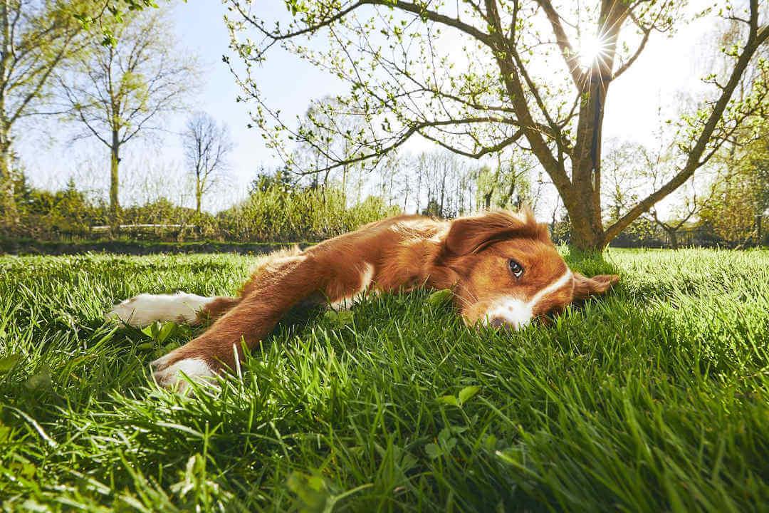 Dog sleeping in grass