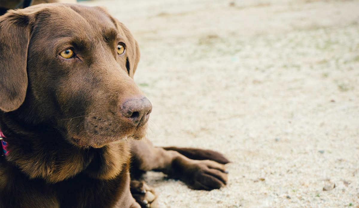Dog lying on the ground