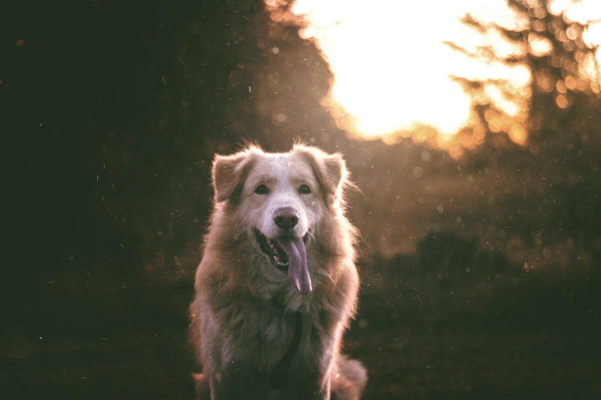 A dog with it's tongue hanging out of it's mouth
