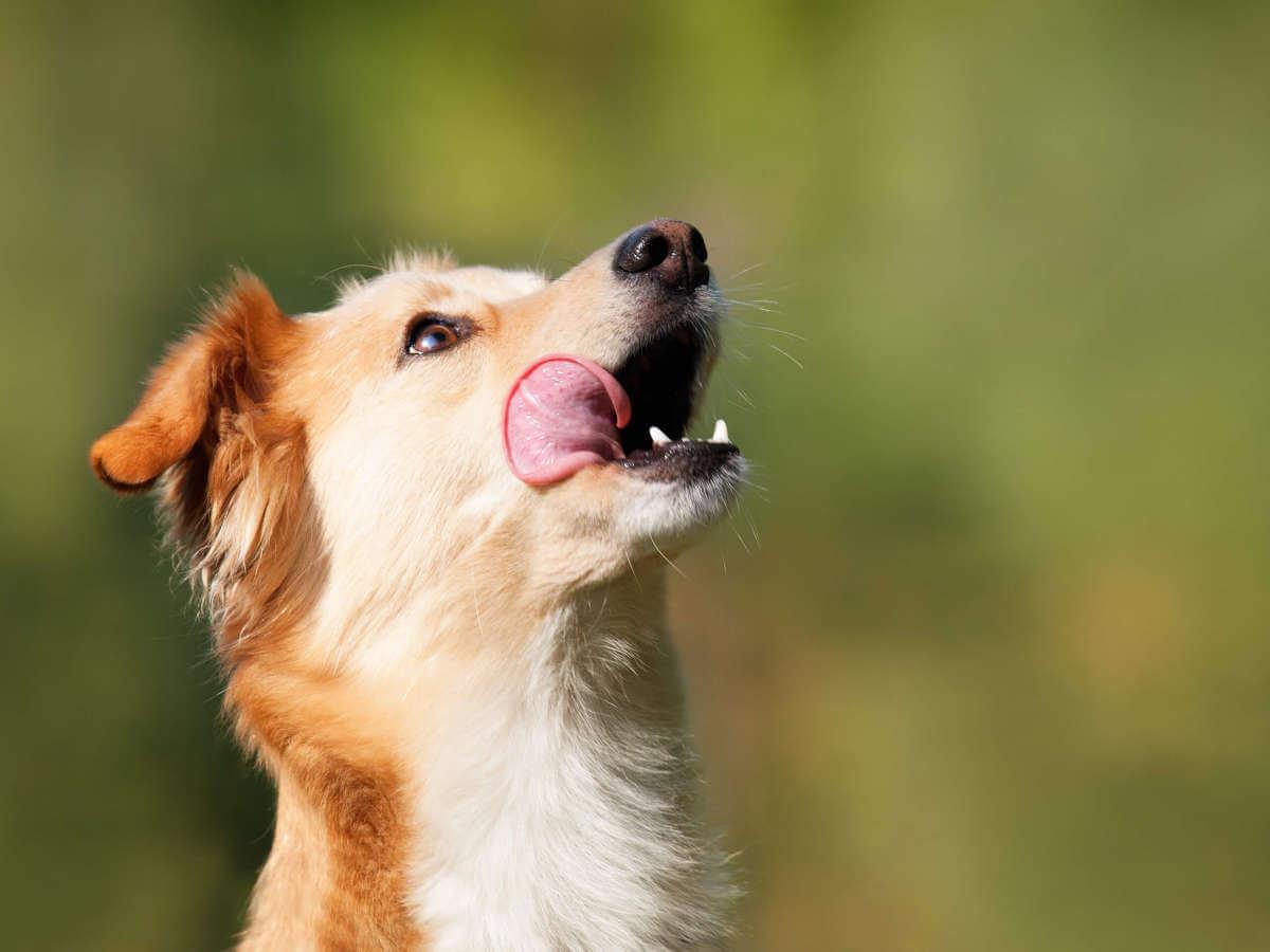 Dog looking up with it's tongue out of it's mouth