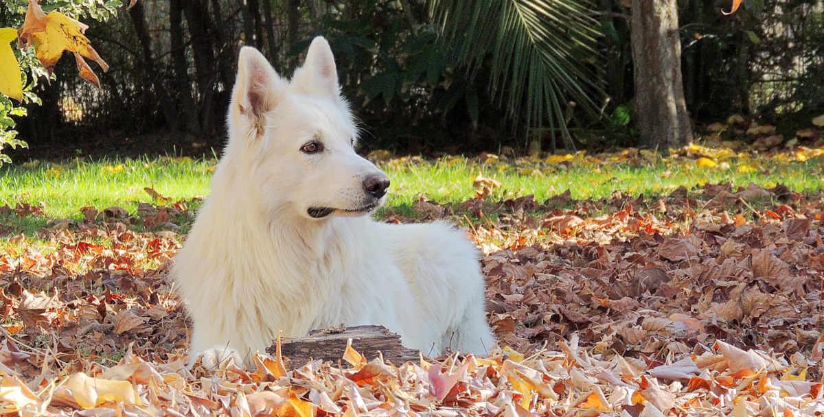 Dog lying on grass and leaves 