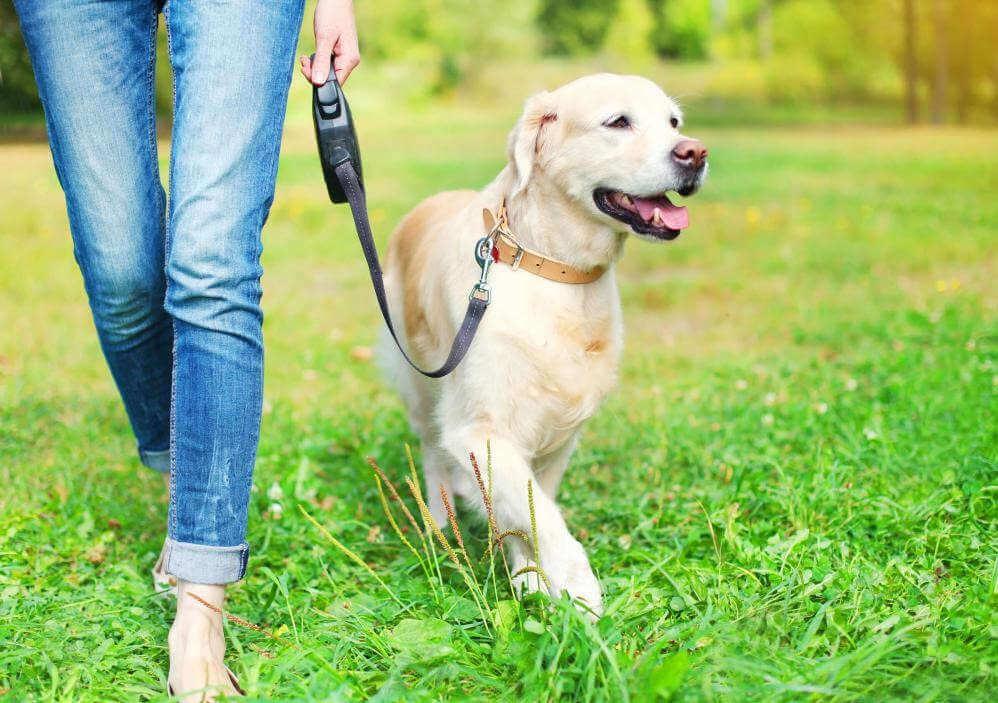 Happy dog walking at heel
