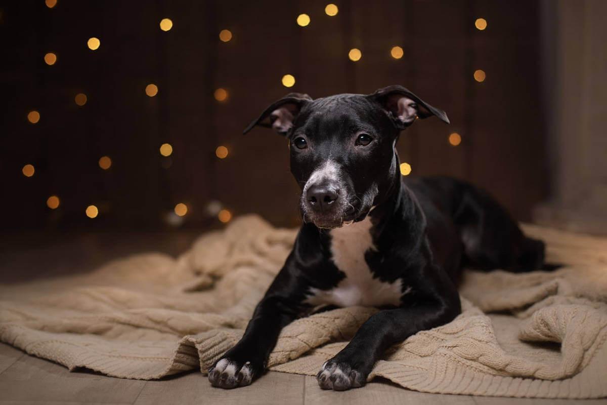 Black dog sitting on a blanket 