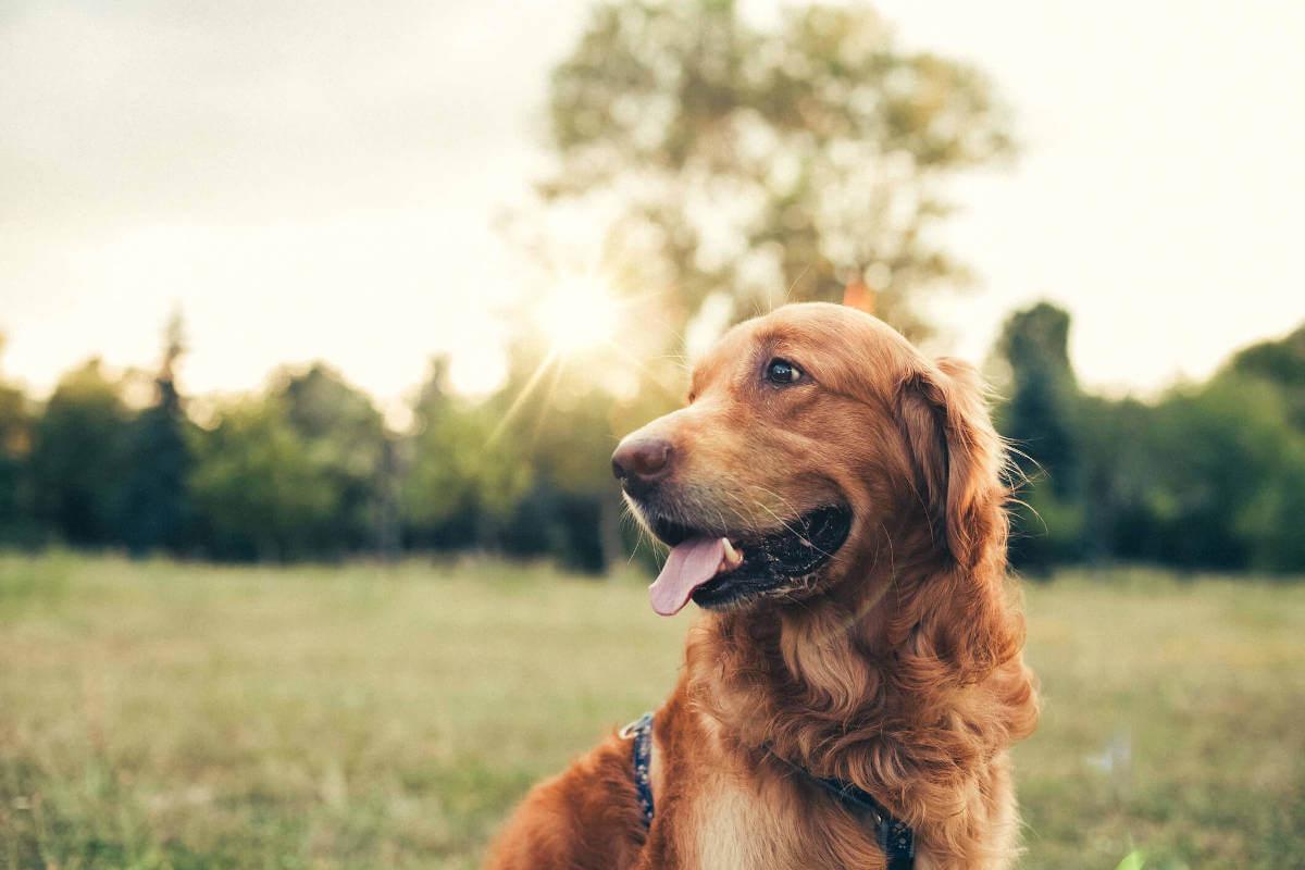 Dog outside looking to the left
