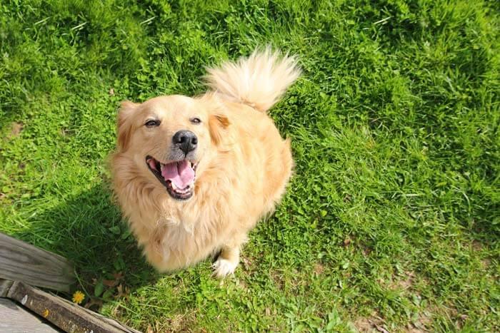 dog looking up