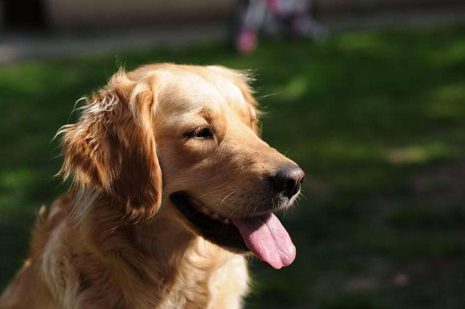 Panting dog outside
