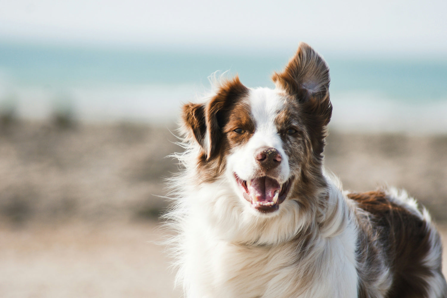 Dog body language: How to understand my dog