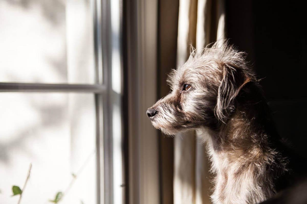 Dog looking out of a window