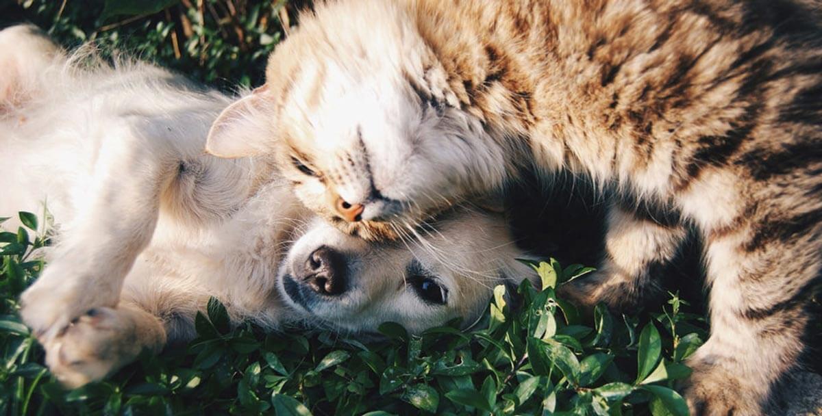 cat and dog together